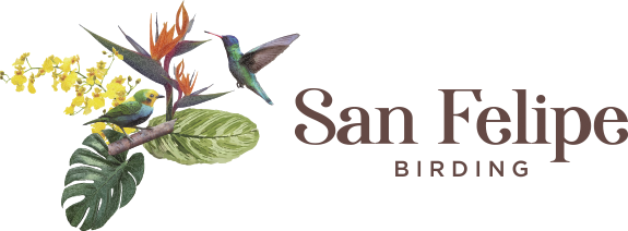 San Felipe Birding