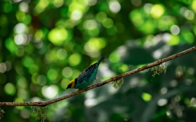 San Felipe Birding