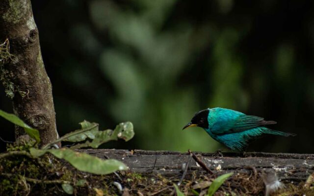 San Felipe Birding